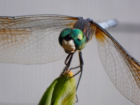 Psychoanalyzing myself