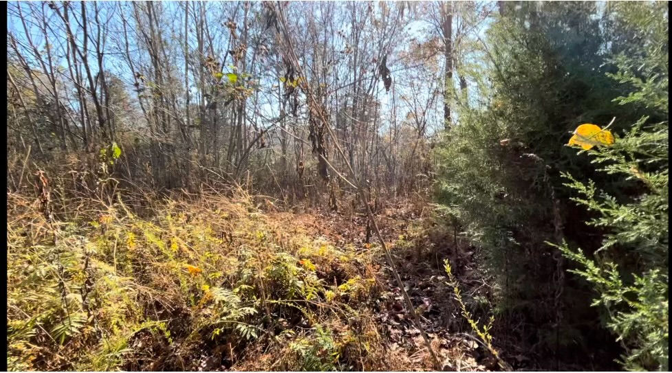 Norris Bend Lot 8 (2)