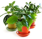 Plante de apartament toxice