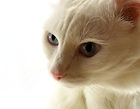 toxoplasmoza adevar mit cauze