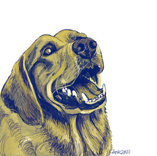 Blue and yellow digital drawing of a golden retriever with his mouth hanging open happily and looking up to the right against a white background. 