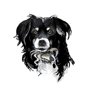 Painterly digital illustration of just the head of a dog with typical border-collie features against a solid white backdrop.