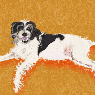 Digital portrait of a scruffy black and white dog with his mouth hanging open against a mustard 70s couch print. 