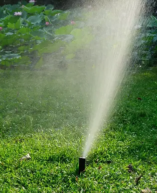 15956991.jpg.webp