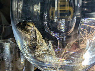 Waiter... There's a frog in my wine 🍷