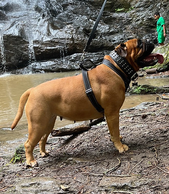 Royce by the waterfall