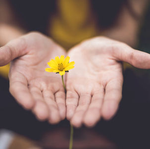 Open hands around yellow flower