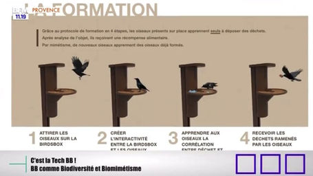 Birds for Change en direct sur BFM Marseille !