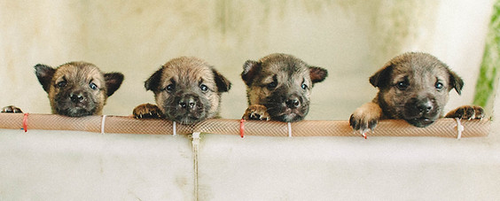 dogsinline.jpg