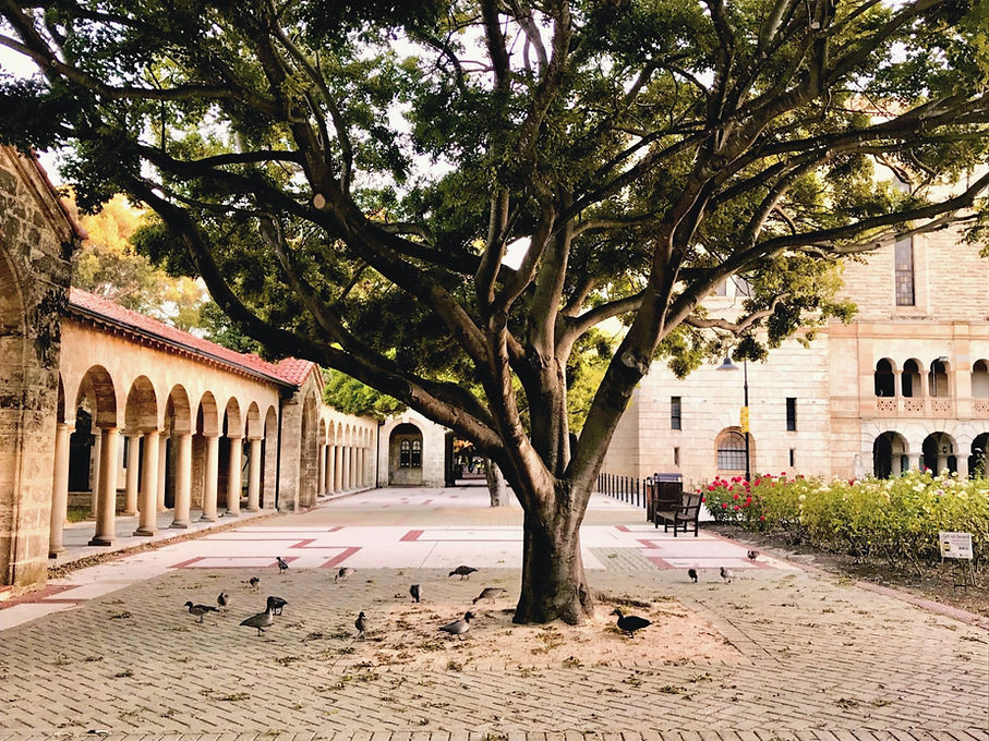 UWA tree_edited_edited_edited.jpg