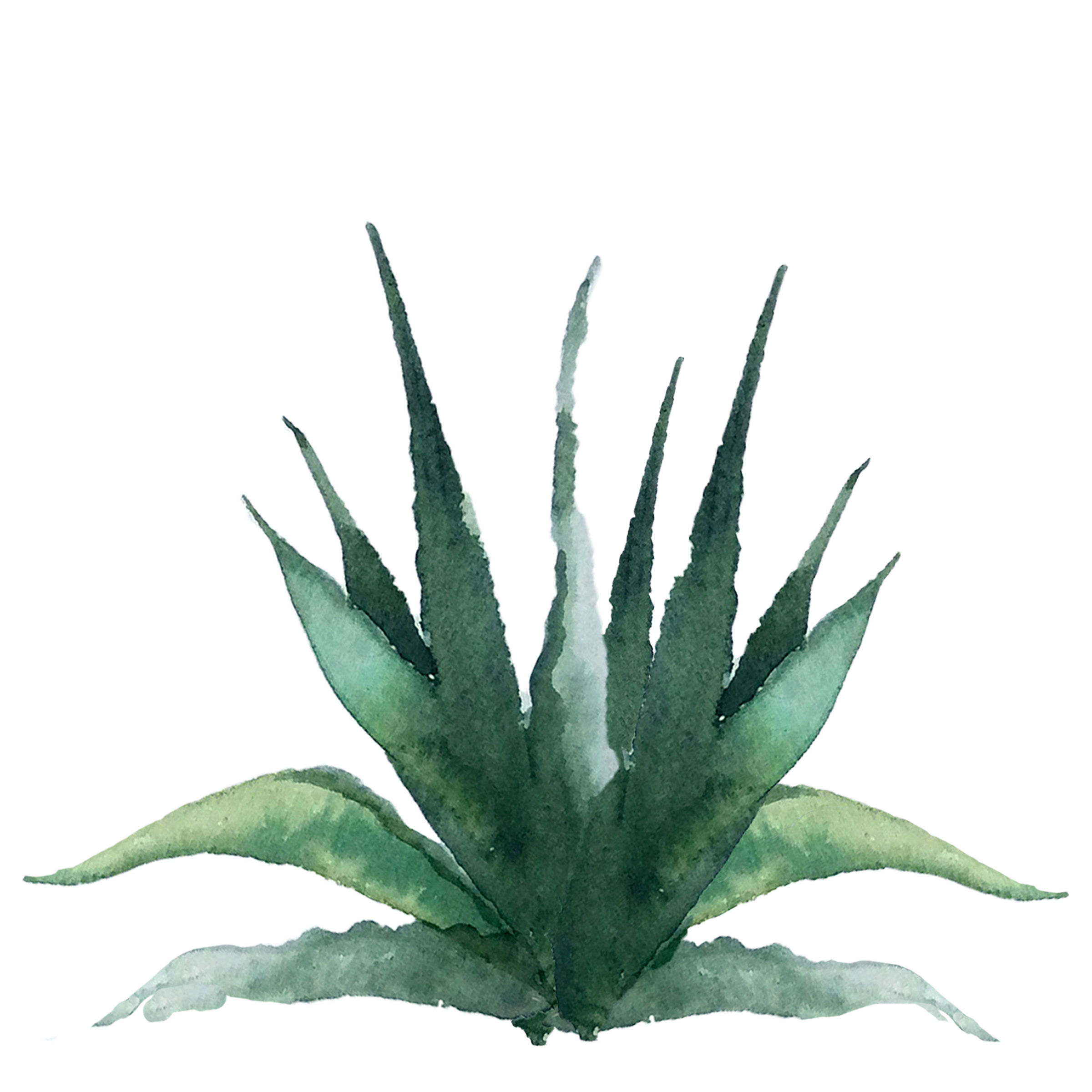 Aloe