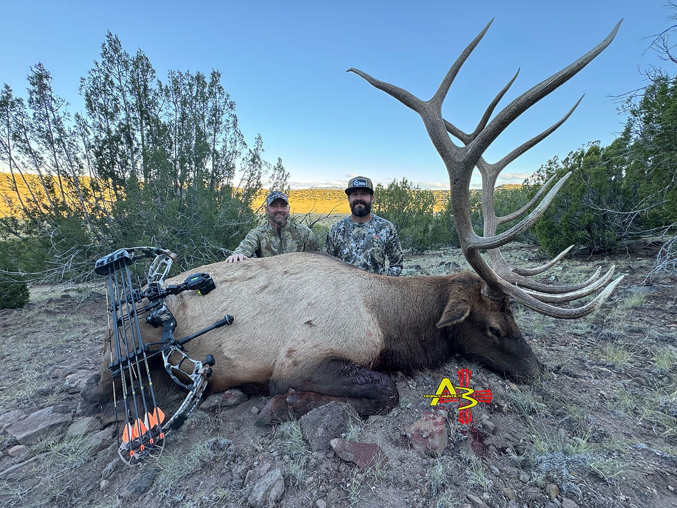 Archery elk