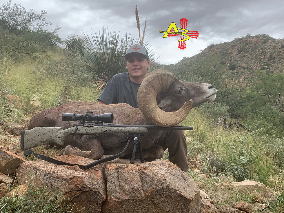Hatchets Desert sheep