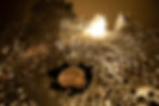 Thumbnail: Coral Bleach