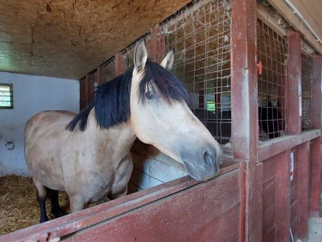 Plimbările cu cai și ponei, suspendate la CMSN Constanța