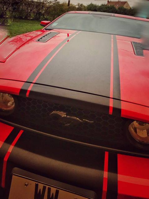 Mustang.jpg