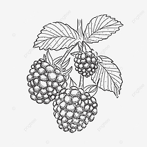 pngtree-raspberry-illustration-fresh-fruit-drawing-hand-drawn-vintage-vector-png-image_448