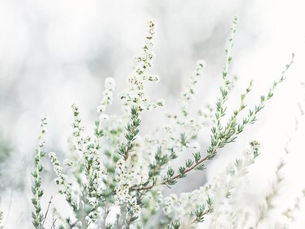 Combater as infeções urinárias 