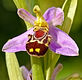 Bee photo.jpeg