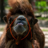 capemayzoo22jonbagnato-07.jpg