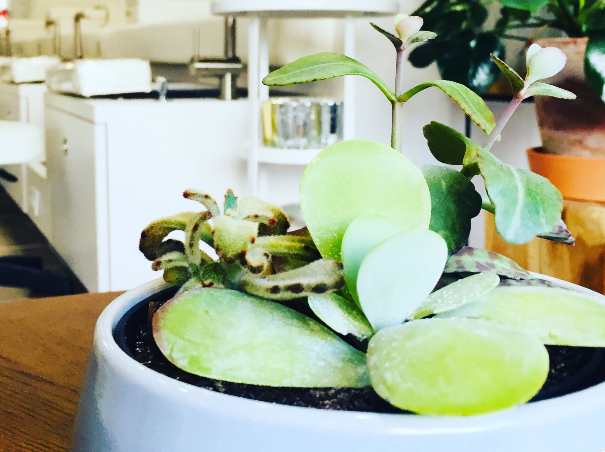 Nail Salon Bryn Mawr Top Coat Nail Studio Natural Nails