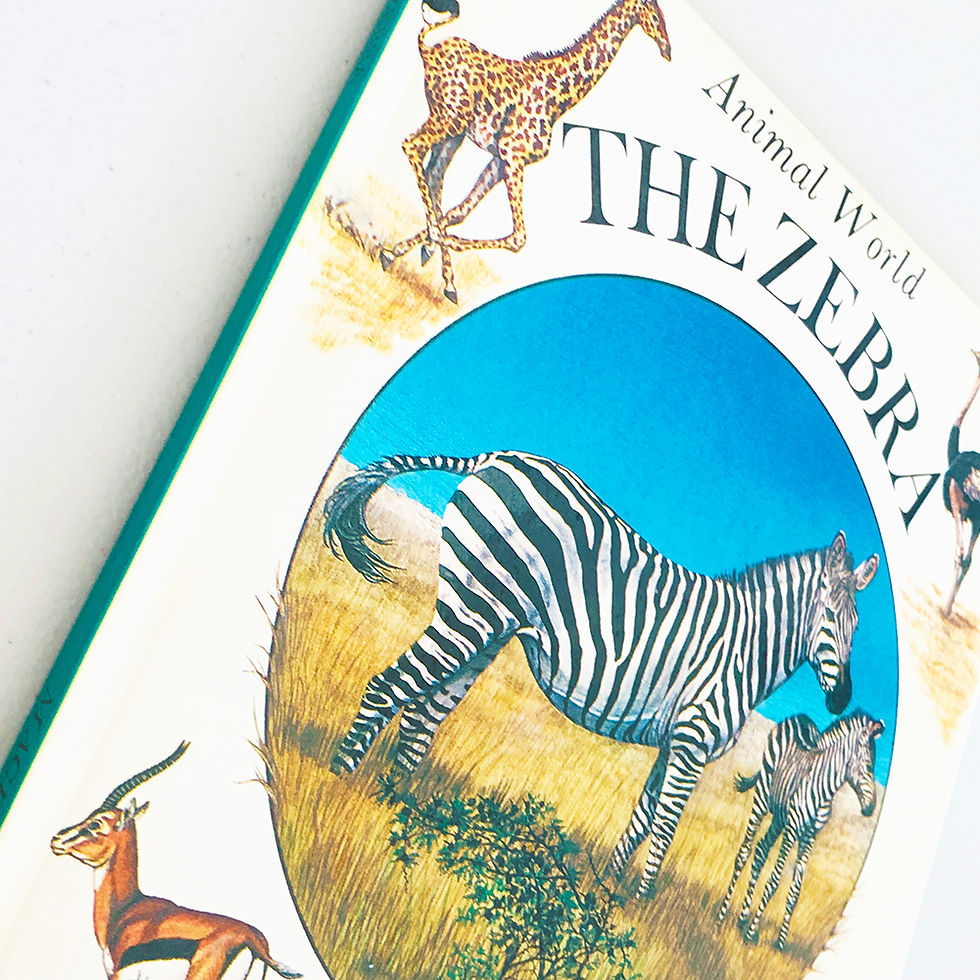 Thumbnail: Zebra | Animal World | Illustrated by Tony Graham