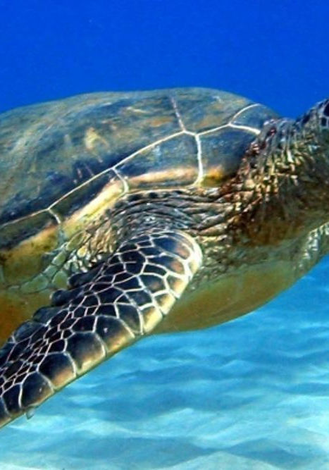 tortugamar.jpg