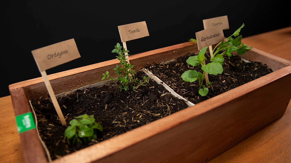 Instrucciones para crear tu propio huerta en casa