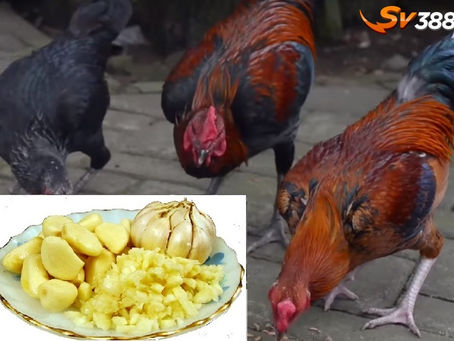 Cách pha tỏi cho gà uống dễ dàng