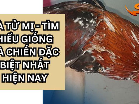 Gà Tử Mị – Sát thủ đẳng cấp đắt đỏ trong giới gà chọi