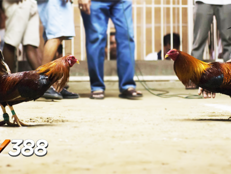 Bí quyết chăm sóc gà tre đá cựa sắt cho đẳng cấp