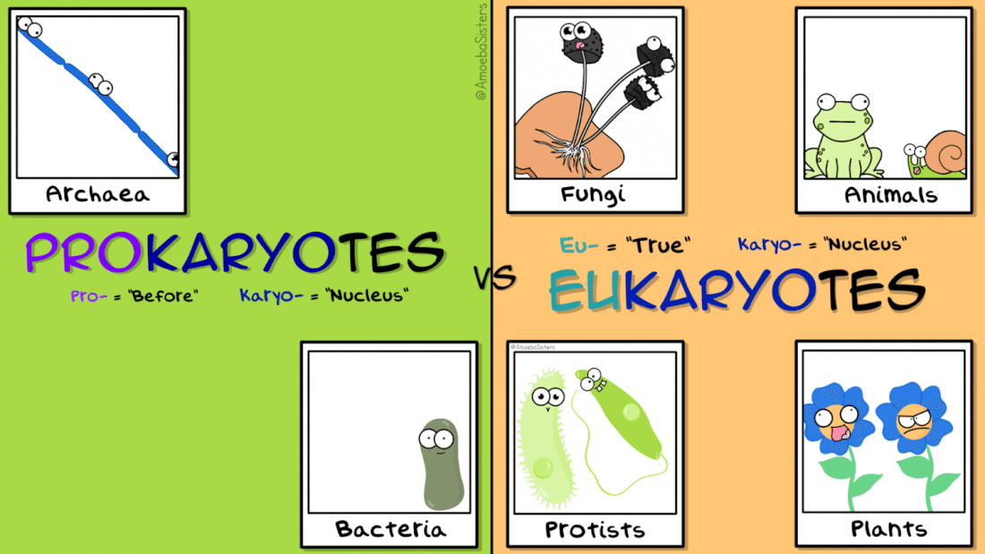 prokaryote-and-eukaryote-selfies-gif_ori
