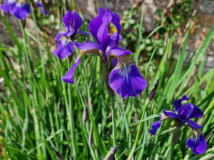 Plant Knowledge | 02: Iris sibirica (Siberian Iris)
