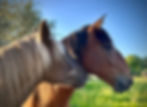 Young horses enjoying contact with each other on the track system at Horse Haven Wales