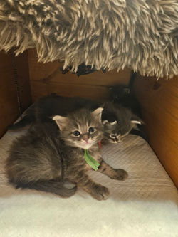 Amiral-chaton -maine coon-elevage-Chatterie (10)