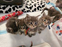 Baloo-Chaton-maine Coon-Chaterie-Elevage (17)