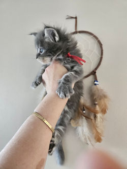 Baloo-Chaton-maine Coon-Chaterie-Elevage (5)