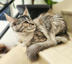 Chatterie-MaineCoon-Chat-Race-Iledefrance-Race