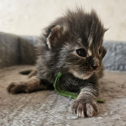 20260722_134154-Maine coon-Chaton-elevage-Paris-Chatterie