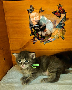 Amiral-chaton -maine coon-elevage-Chatterie (7)