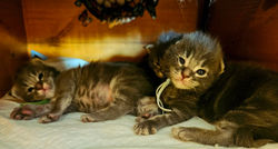 Azur-chaton -maine coon-elevage-Chatterie (12)