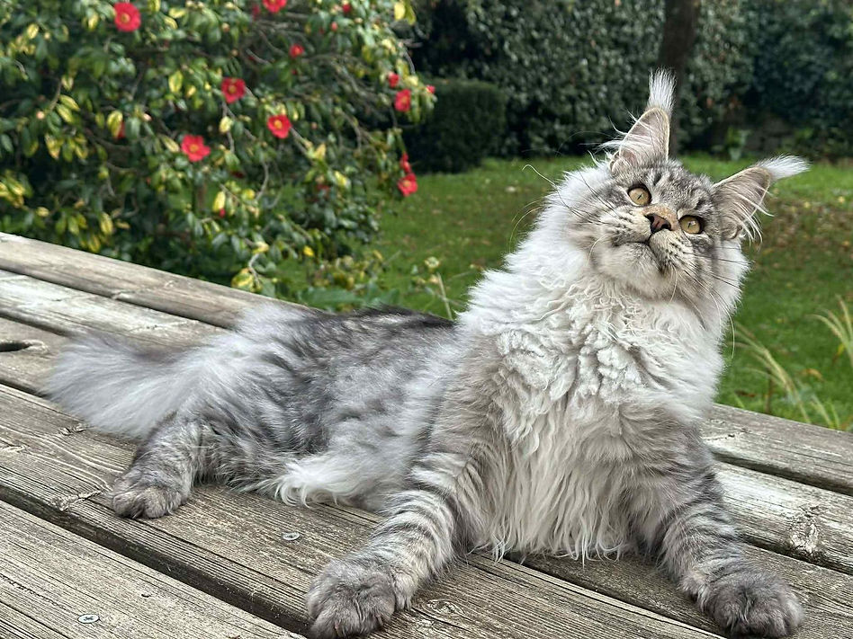 Maine coon 100.jpg