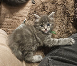 Amiral-chaton -maine coon-elevage-Chatterie (17)