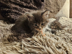 Brume-Chaton-maine Coon-Chaterie-Elevage (18)