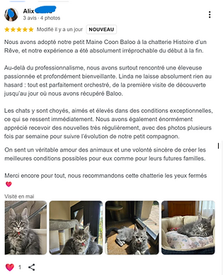 Chaton maine coon-elevage-Chatterie-95-Paris..png