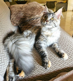Elevage-chatterie-ile de france-paris-maine coon-chaton-chat
