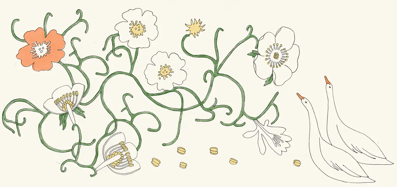 Climbing plant