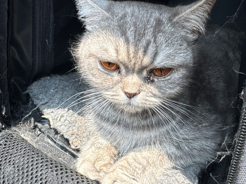 BRUMA’S story…pregnant & thrown in the garbage