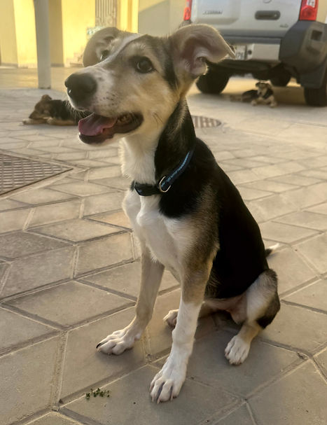 Lovely: German Shepherd & Saluki Mix for Adoption 07