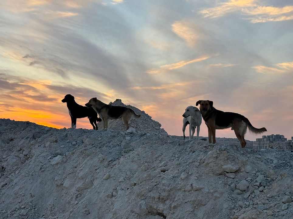 Animal Rescue Qatar